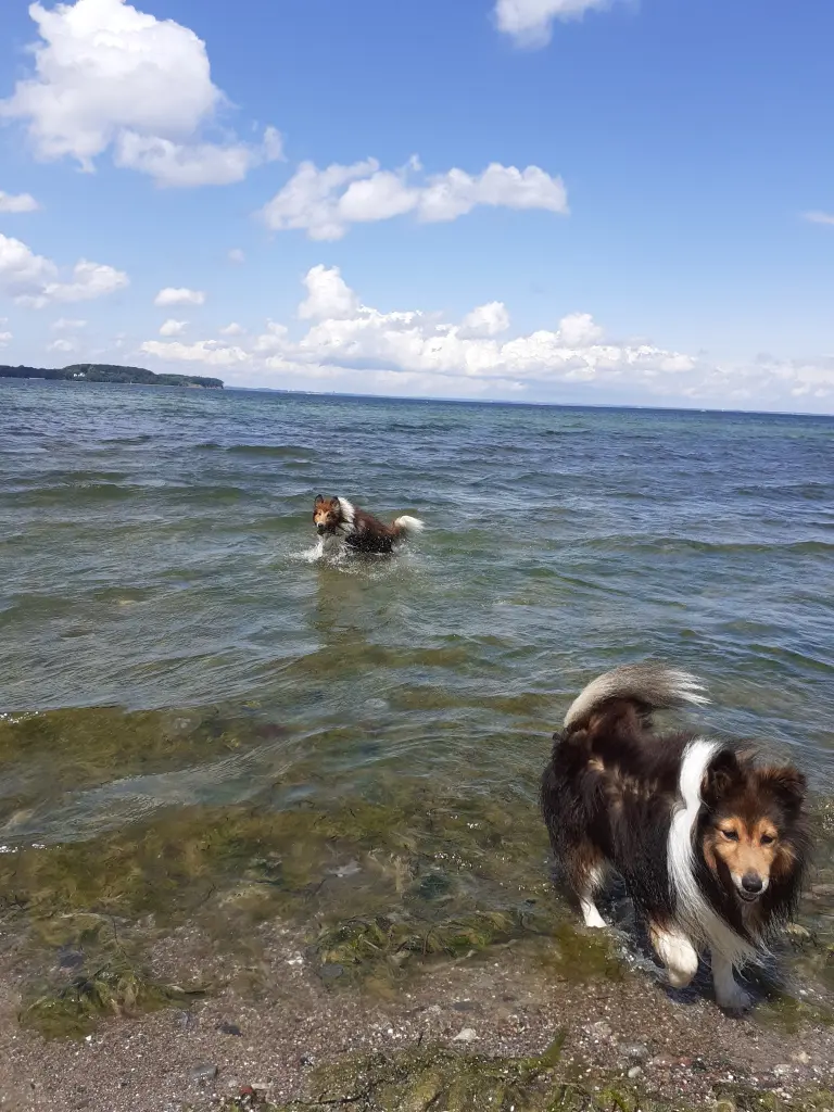 Mit Leo (vorn) und Toni im Galopp durch die Ostsee.