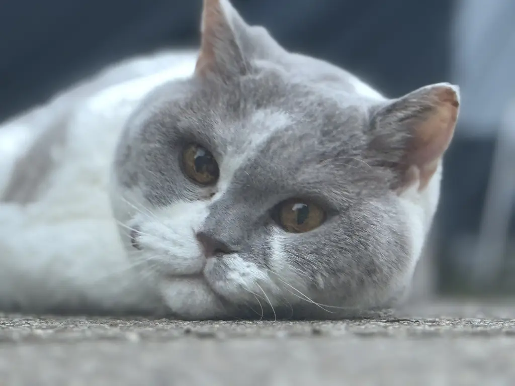 Condolence image of Dennis