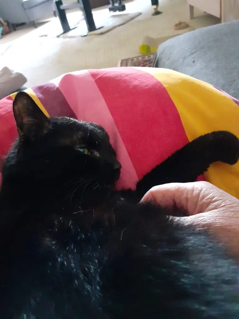 Image from Mäuschen