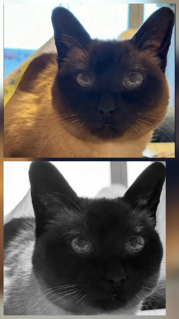 Image from Kleoprata