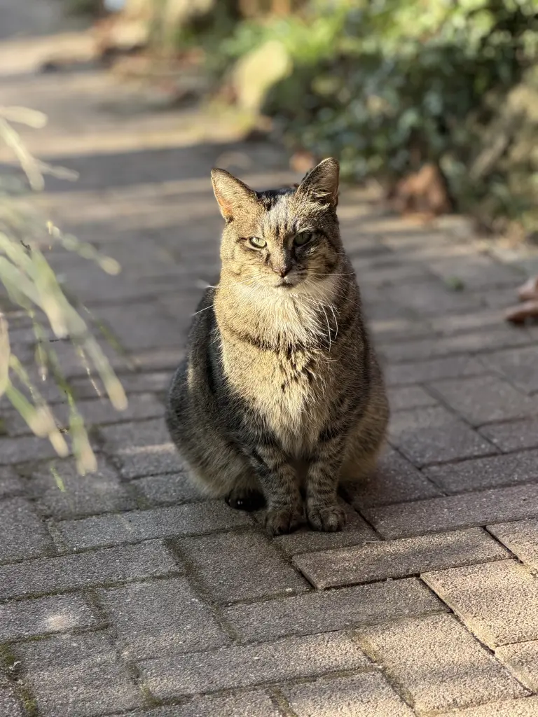 Image from Kater Schnurr