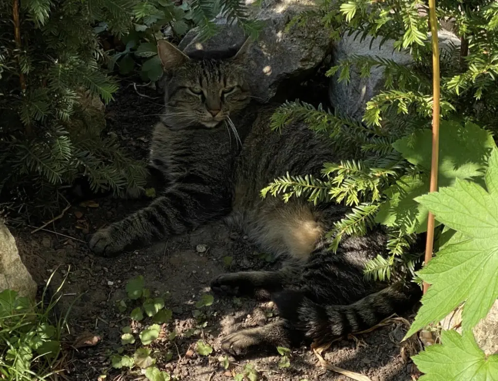 Image from Kater Schnurr