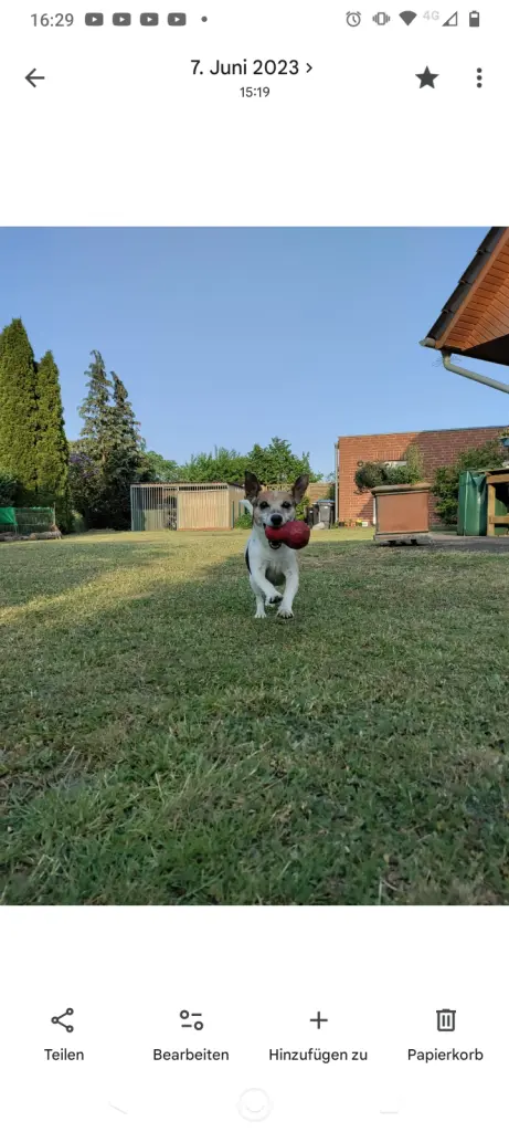 Spielen im Garten mit deinem Kong