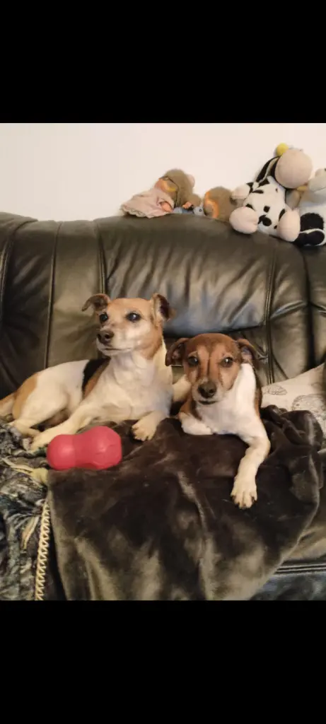 Mit Amy und Ken abendliche Couch Kuschelzeit --nicht ohne den Kong