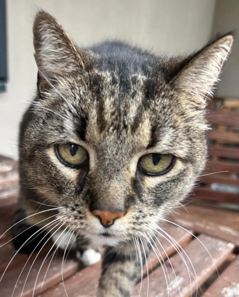 Condolence image of Cleo