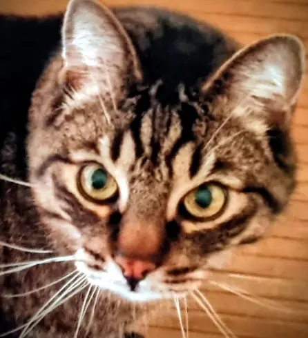 Image from Smokey