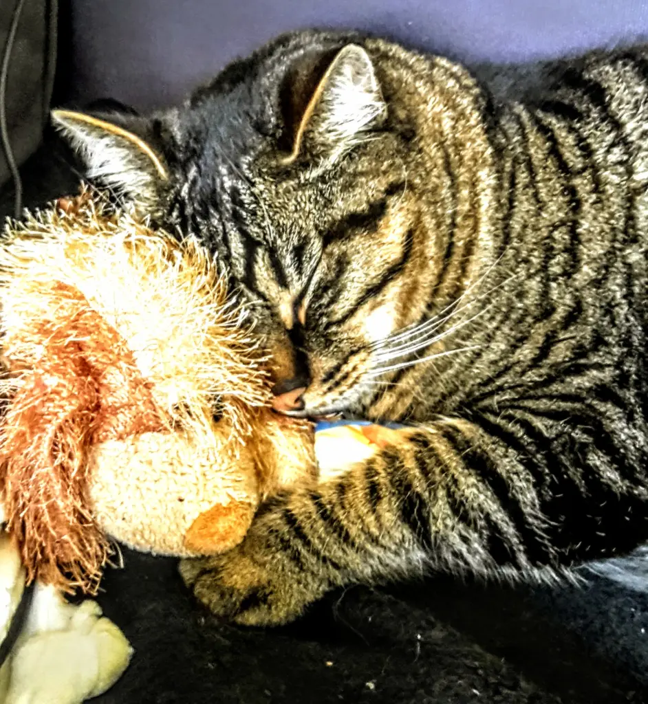 Image from Smokey