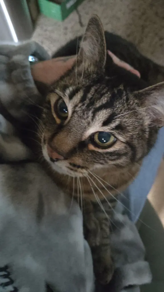 Image from Smokey