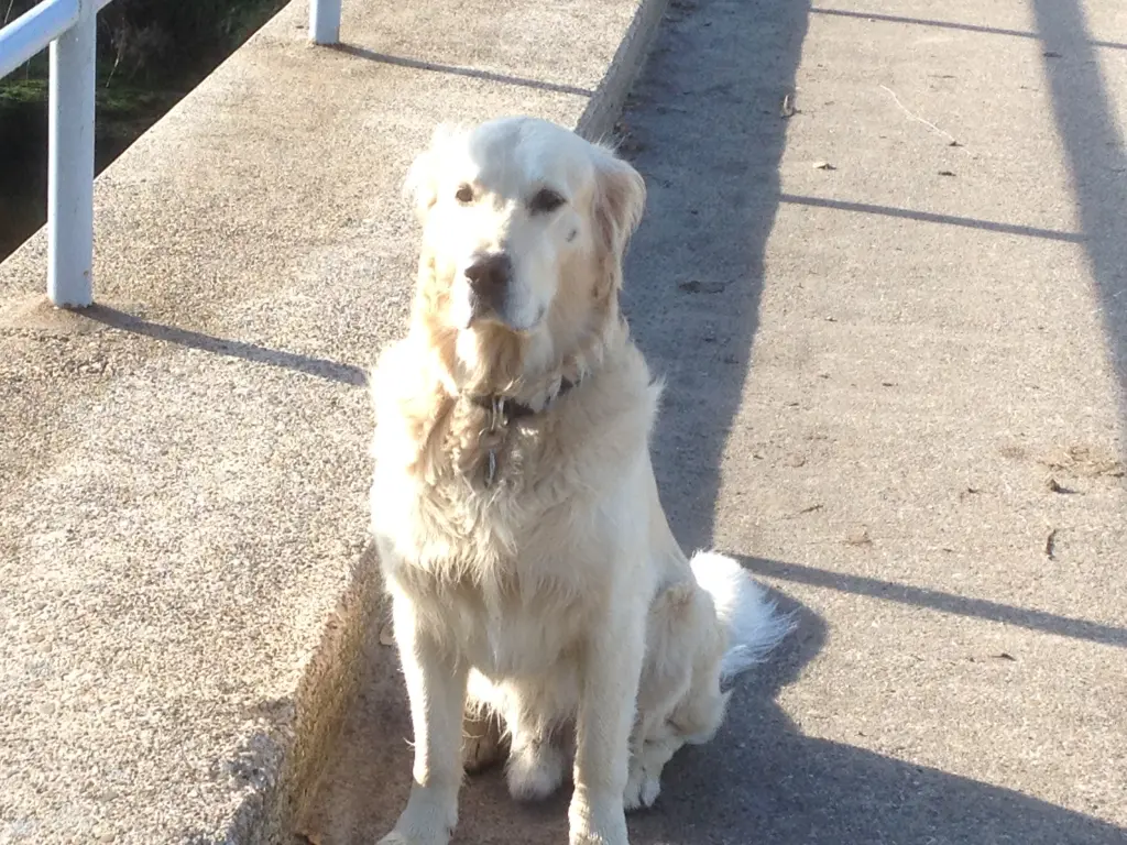 Felix, der Glückliche!