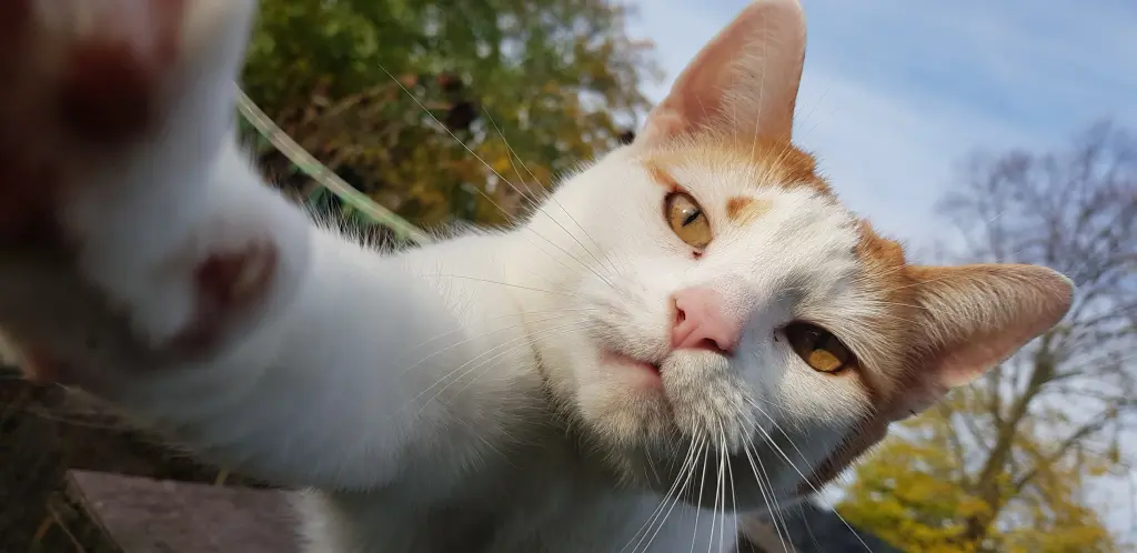 Bild von Gizmo