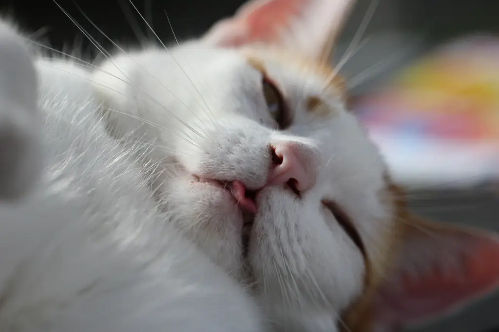 Bild von Gizmo
