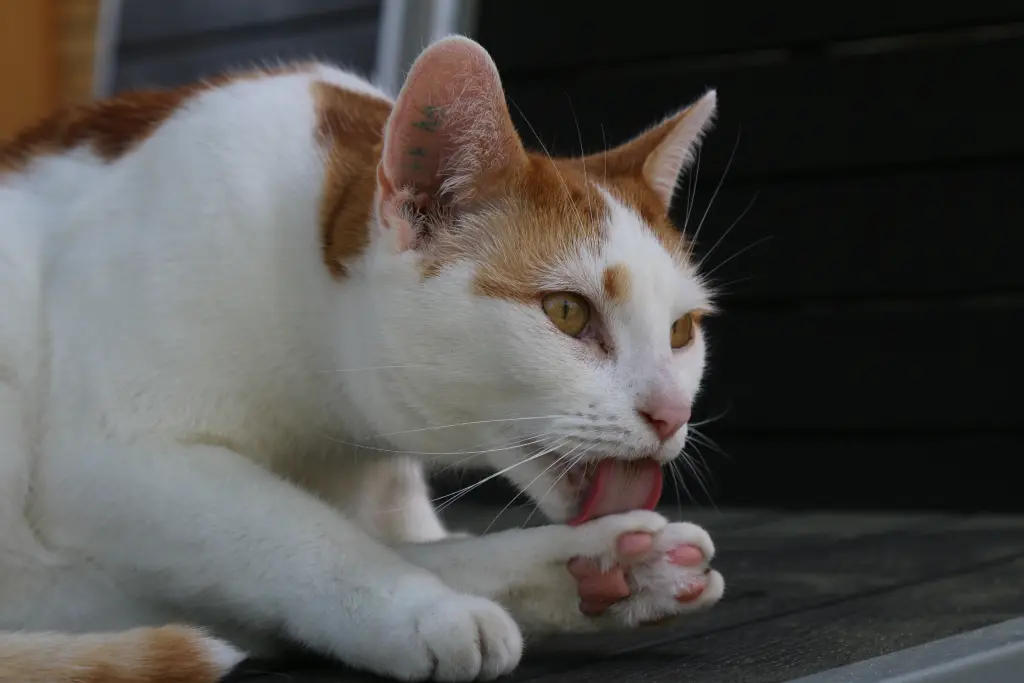 Bild von Gizmo