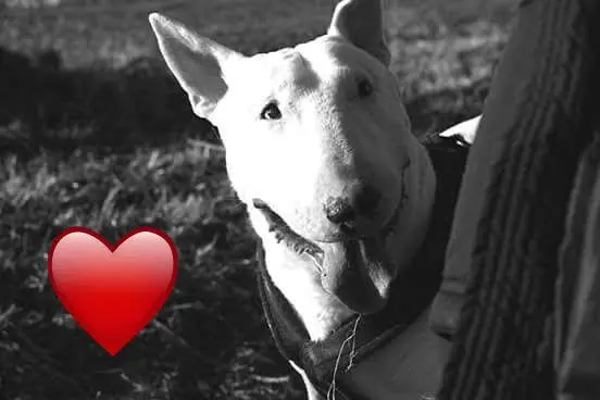 Condolence image of Steffi
