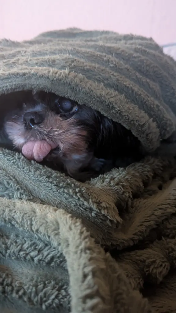 Condolence image of Alexander Scherff