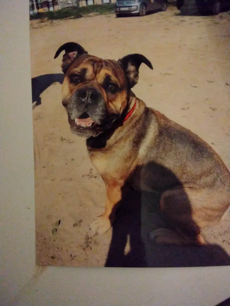 Voller Aufmerksamkeit