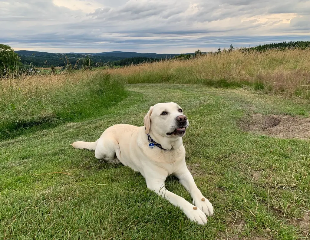 Ich liebe Spaziergänge.