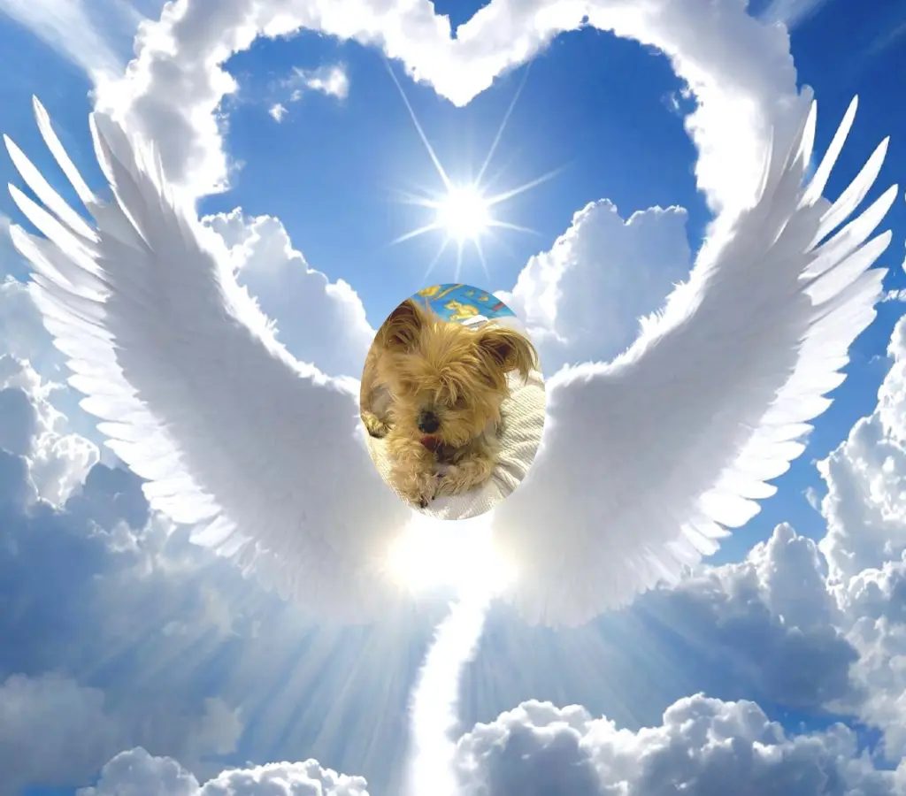 Condolence image of Diana