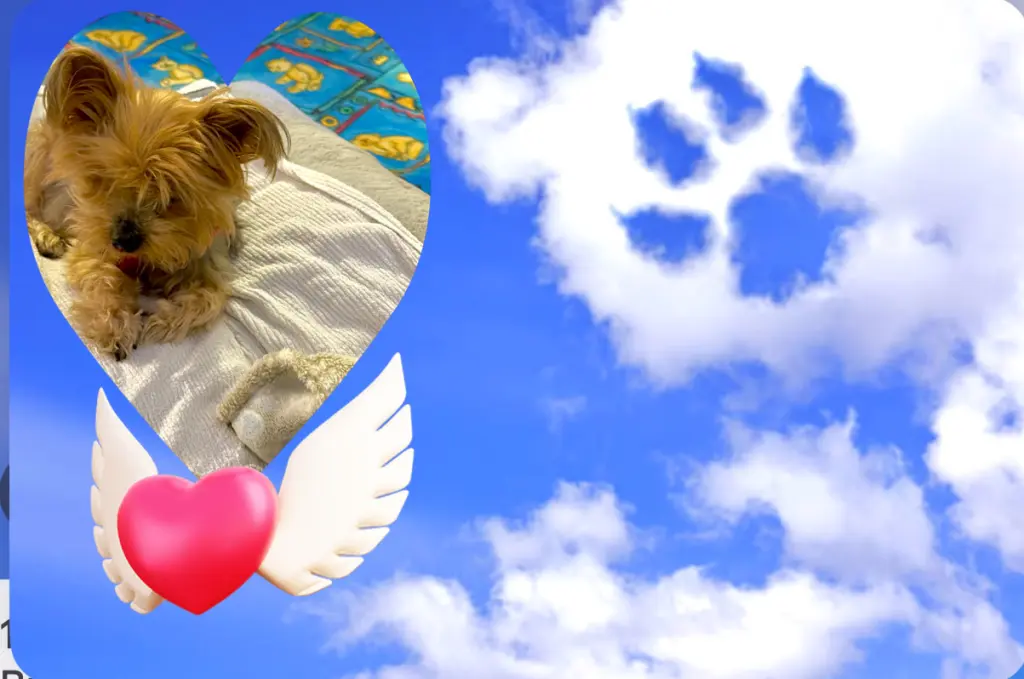 Condolence image of Silke