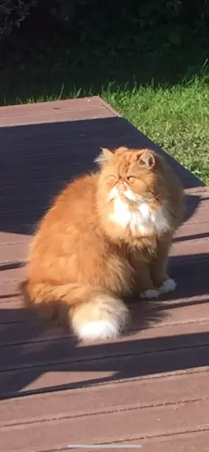 Bild von Garfield