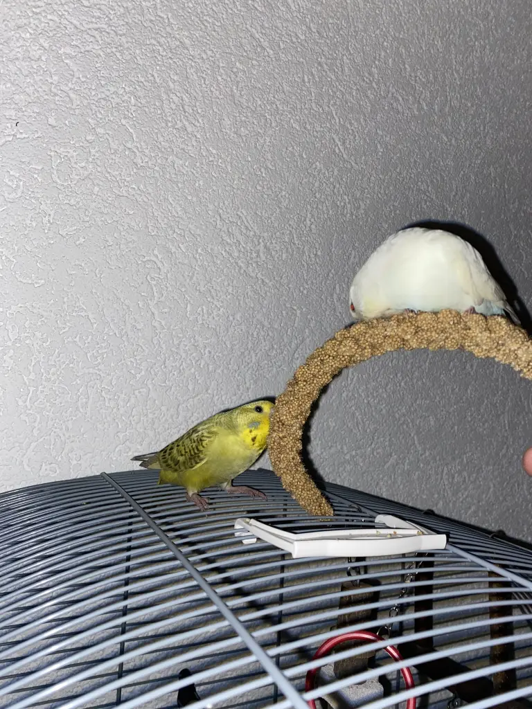 Hirse, wie lecker die immer war!