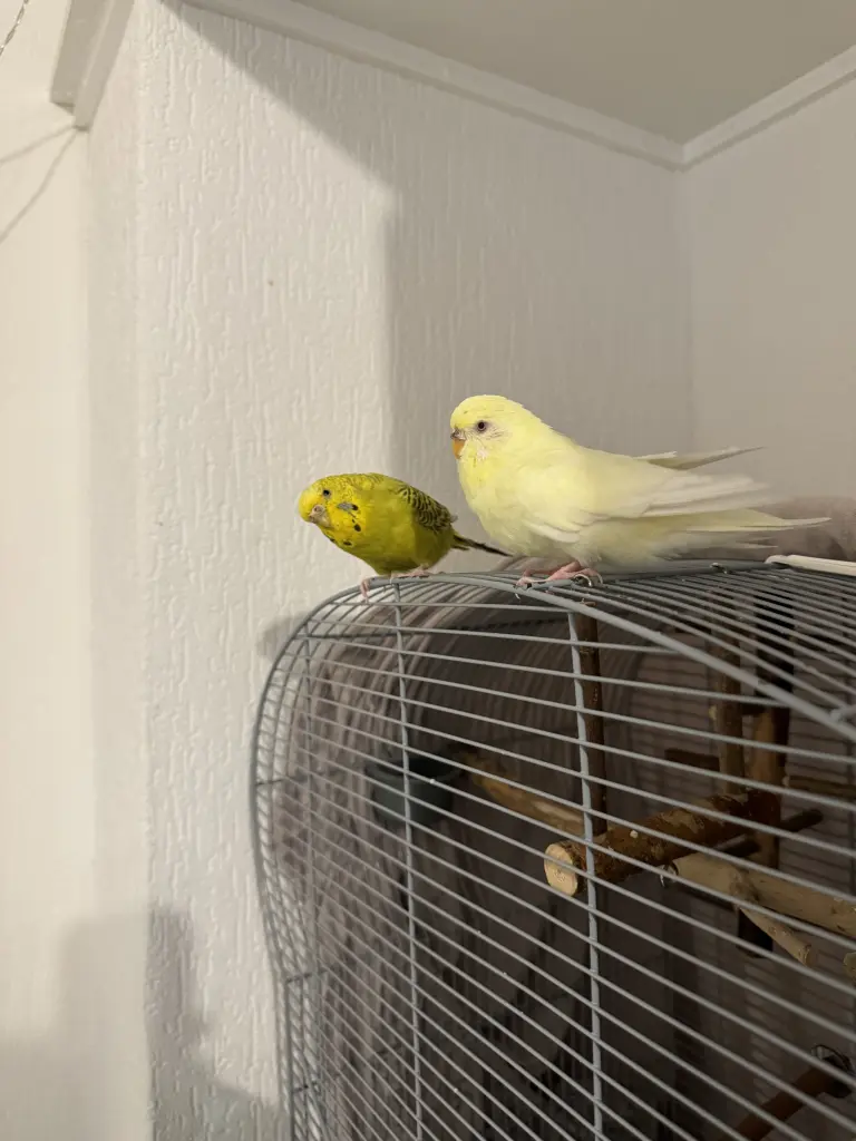 neugierig und immer an Cocos Seite