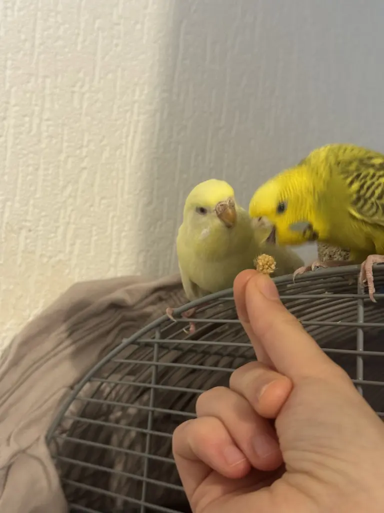 Gierig und verspielt