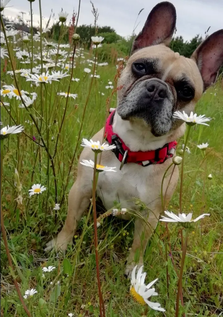 Image from Gretel