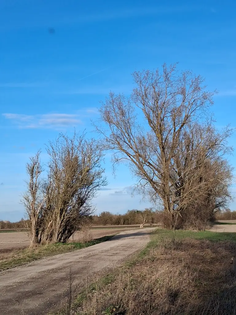 Condolence image of Erika Cremer