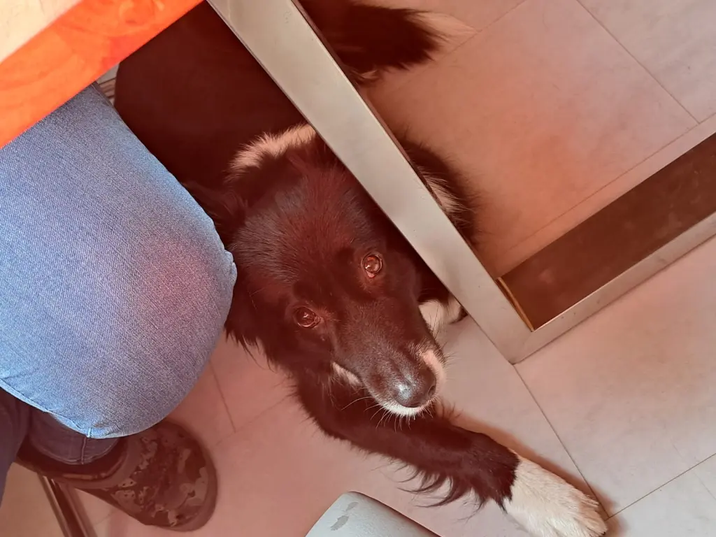 Condolence image of Anka & Mine