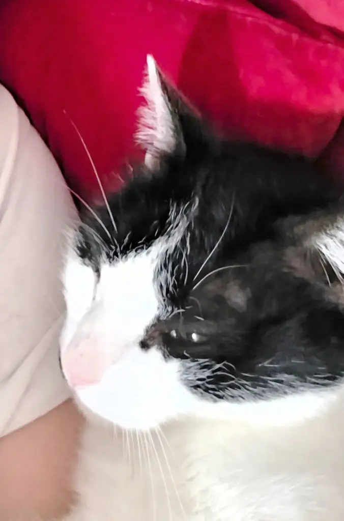 Condolence image of Toni