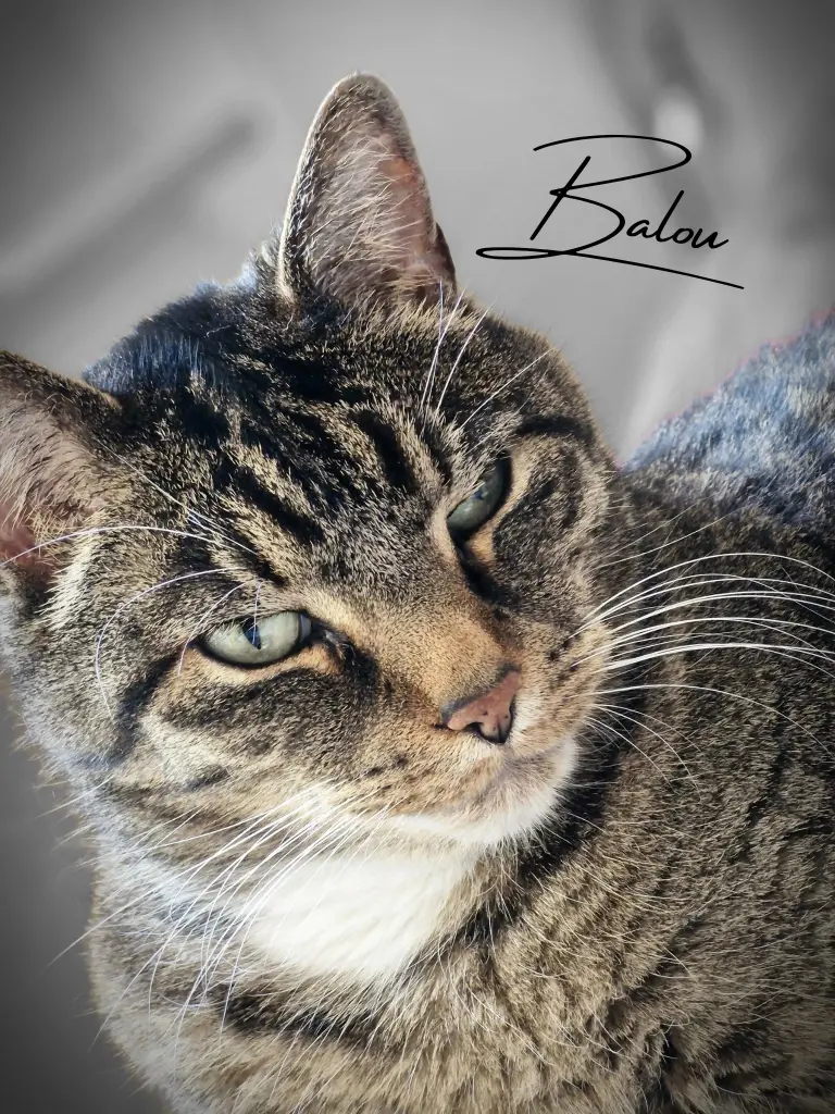 Image from Balou