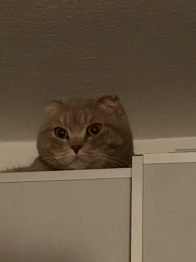 Condolence image of Almedina