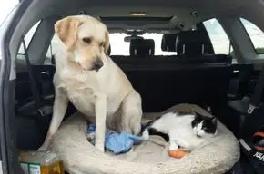 was machst Du auf meinem Platz und mit meiner Möhre