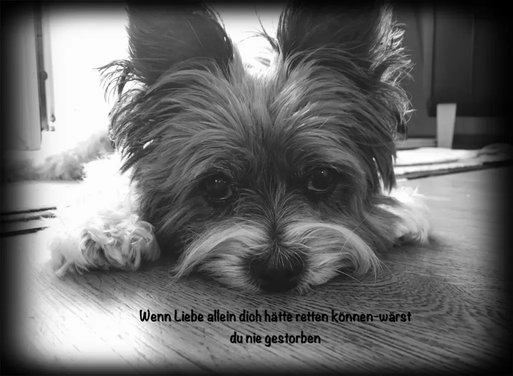 Condolence image of Dein Frauchen mit deiner Hundeschwester