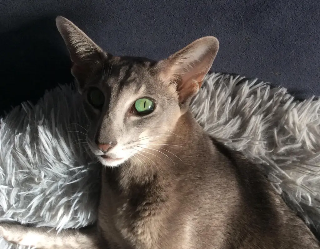 Condolence image of Gudrun Engels