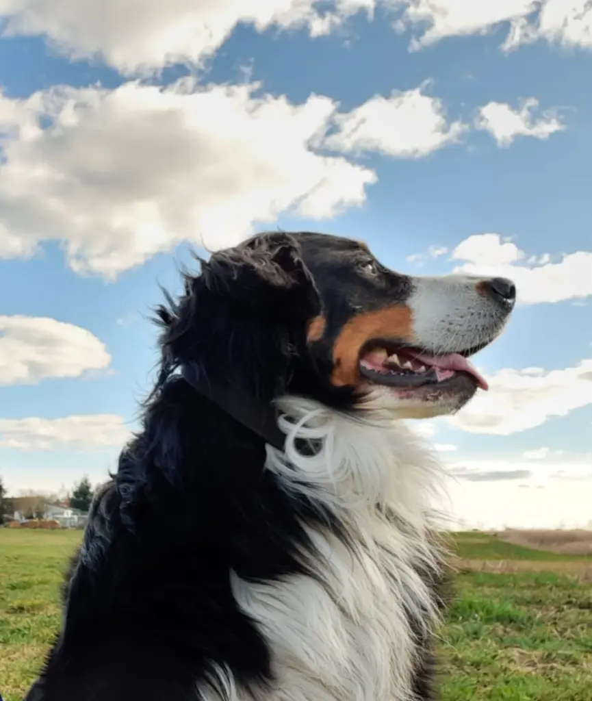 Condolence image of Alma Brandies