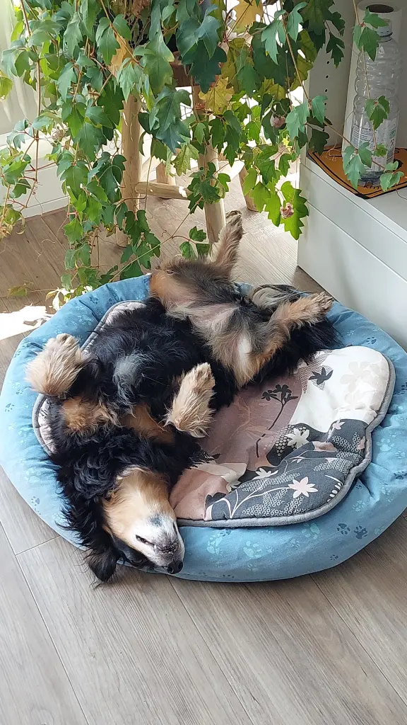 Mittagsschlaf