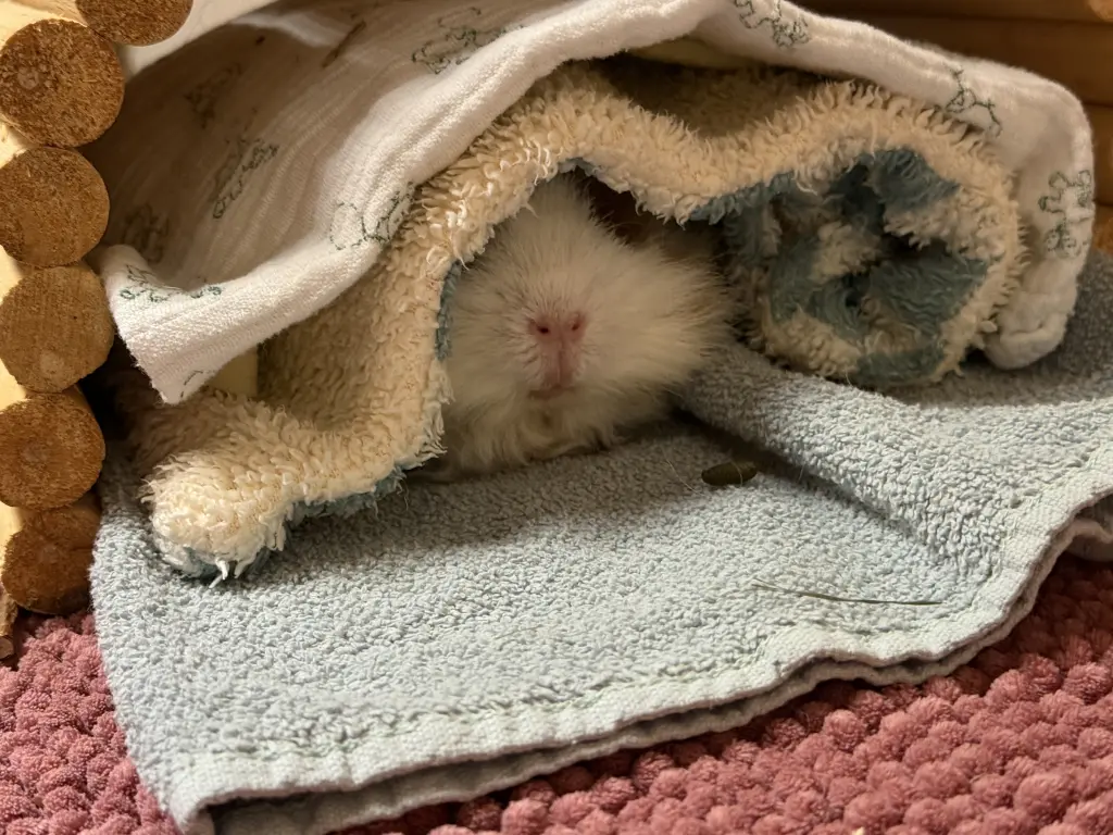 Image from Pipilotta