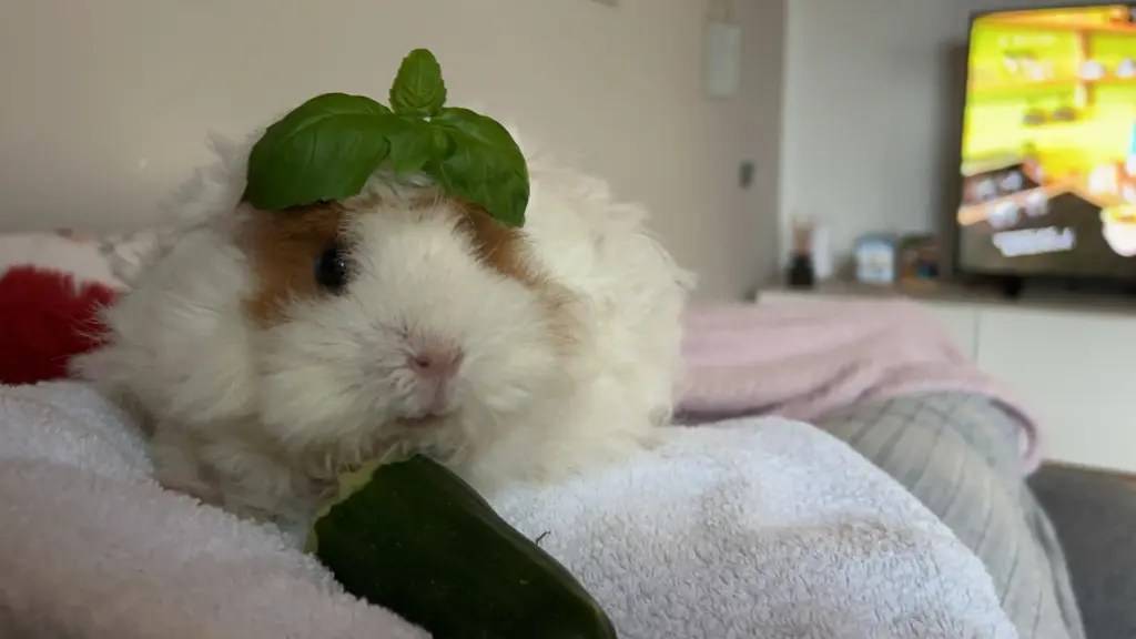 Image from Pipilotta