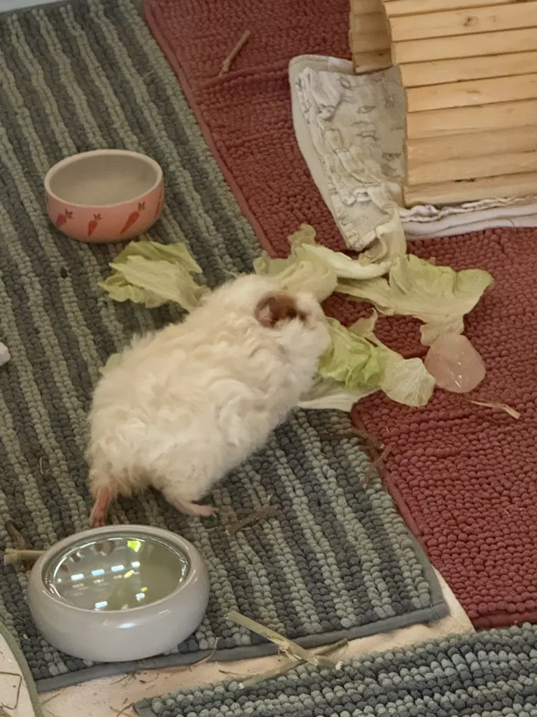 Image from Pipilotta