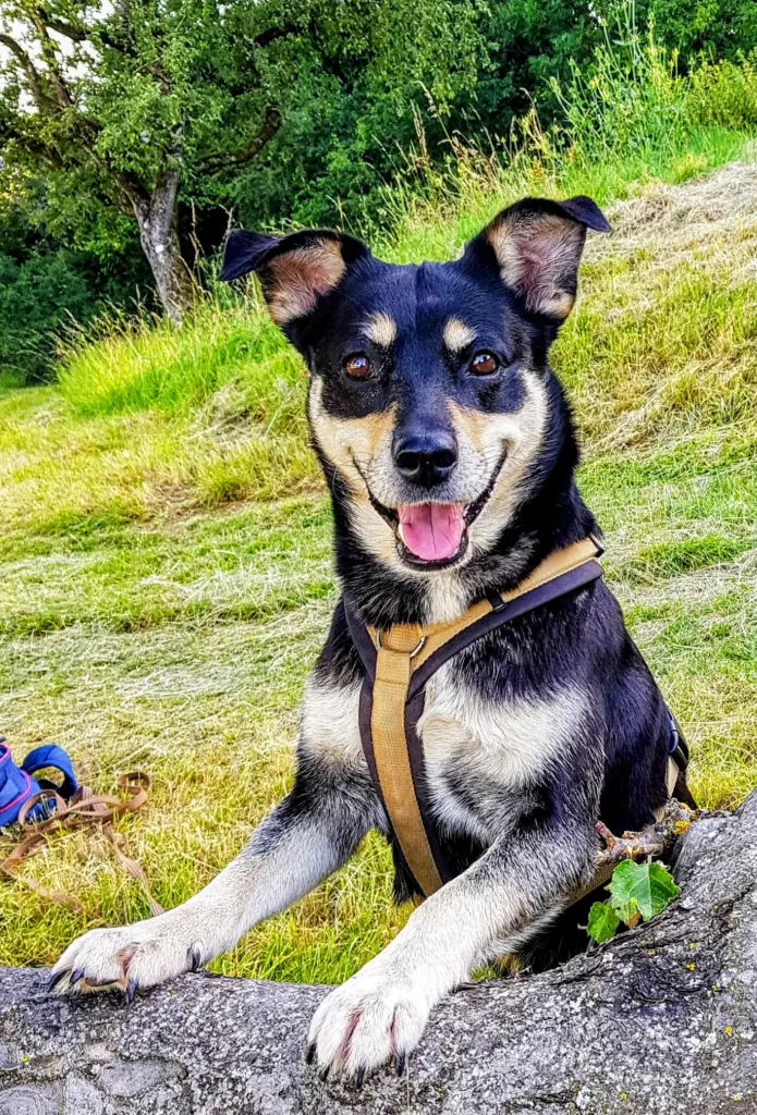 Condolence image of Uwe Chszaniecki