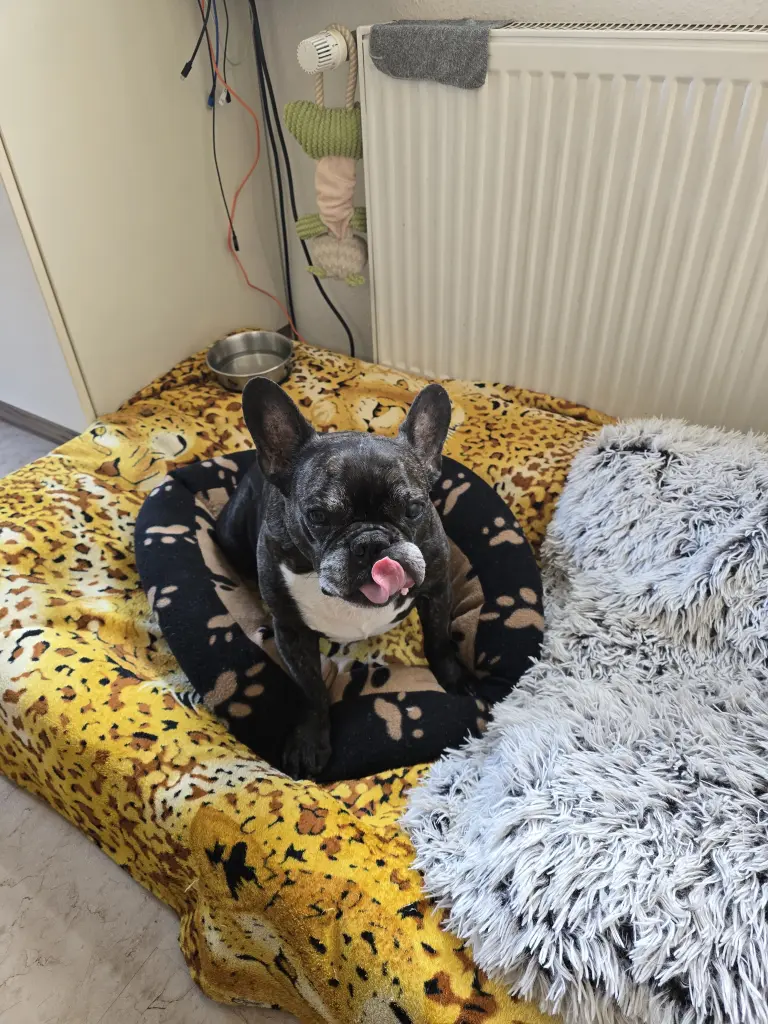 Es hat geschmeckt