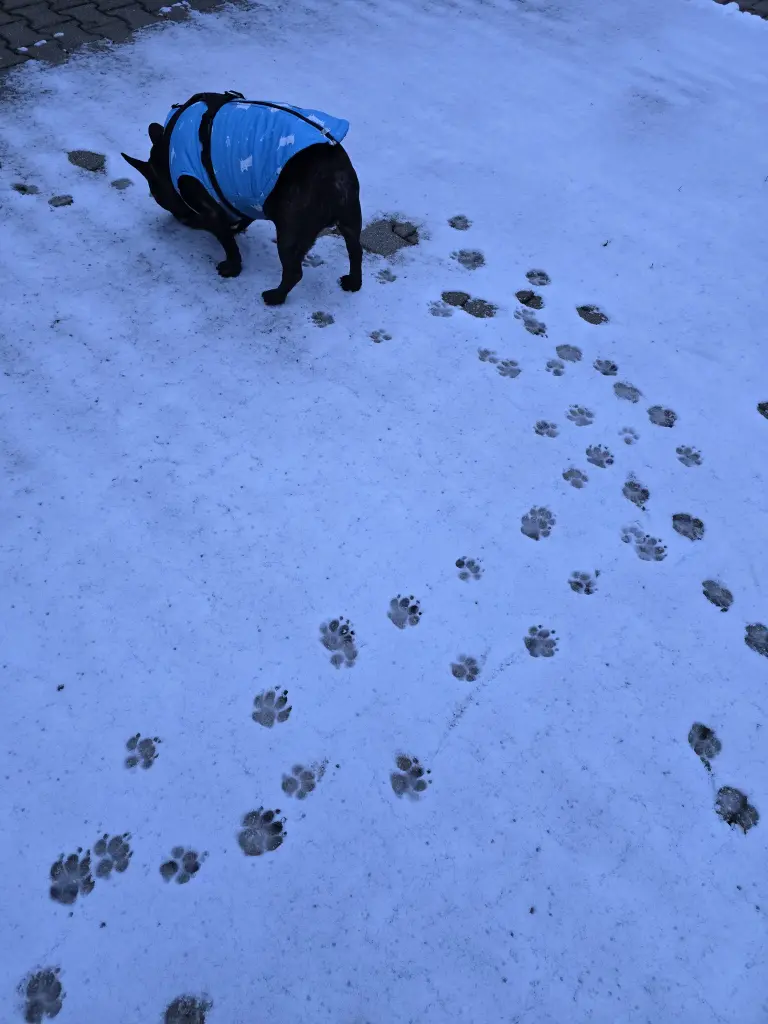 Letzte Spuren im Schnee
