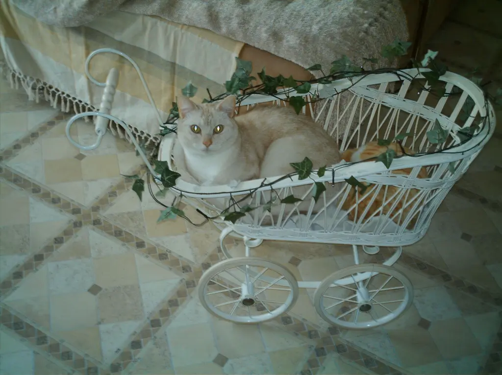 Condolence image of Beate mit Elvis, Baby, Presley und Priscilla im Herzen❤❤❤❤