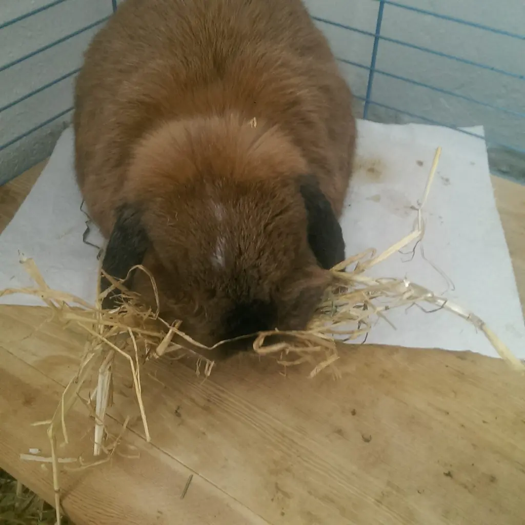 Condolence image of Andrea mit Schnuffi tief im ❤