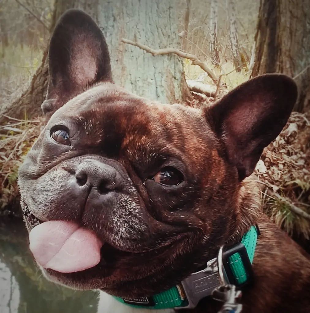 Image from Elvis