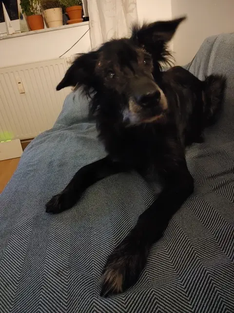 Mein Lieblingsplatz neben Frauchen auf dem Sofa