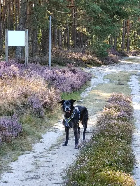 In der Heide hatten wir schöne Wanderungen