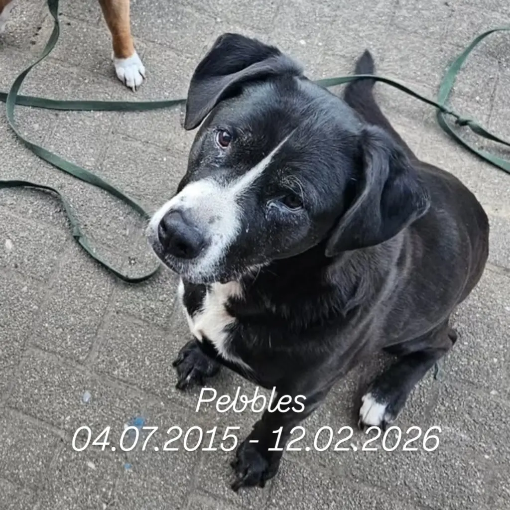 Image from Pebbles