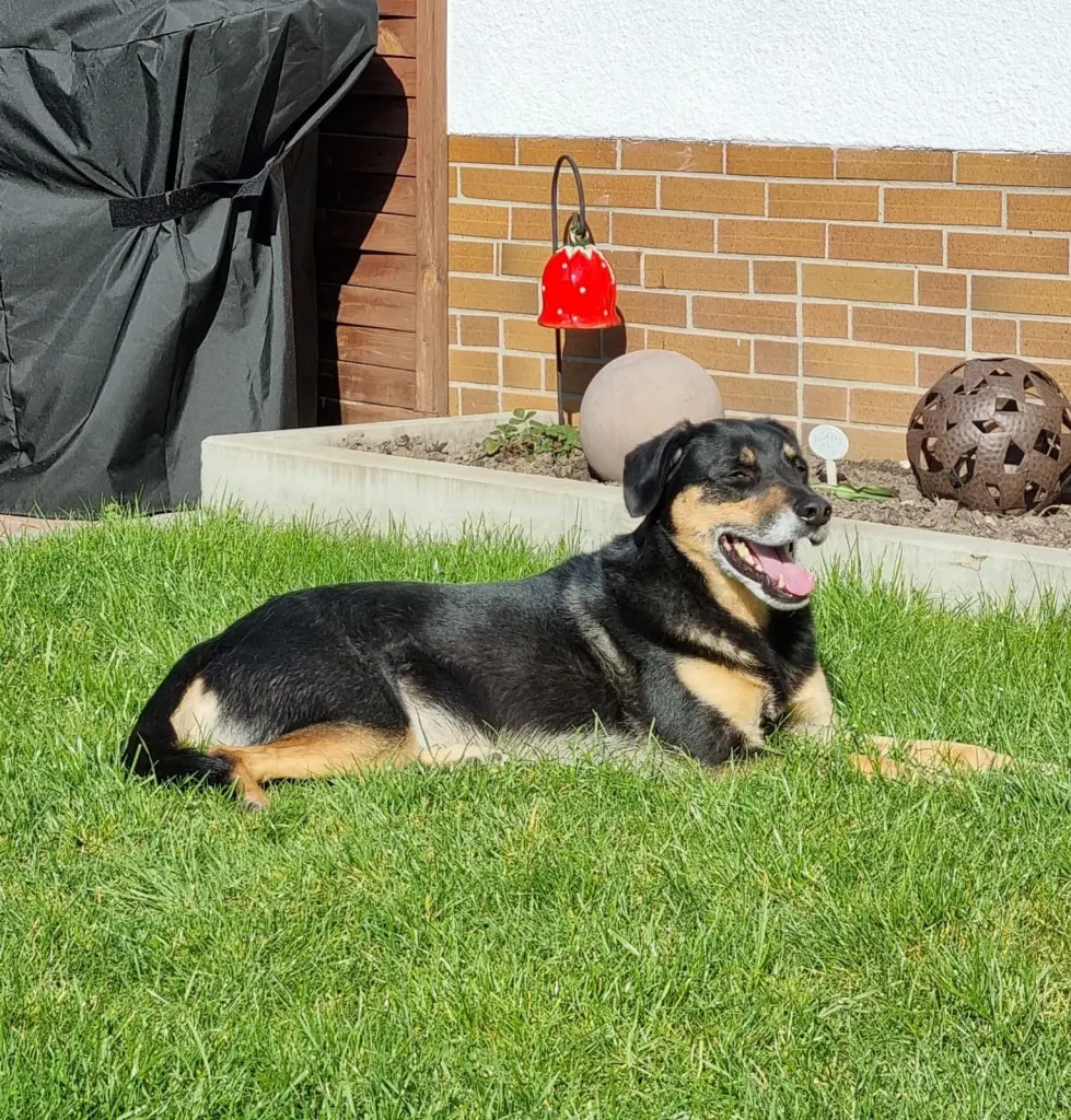 Image from Cookie